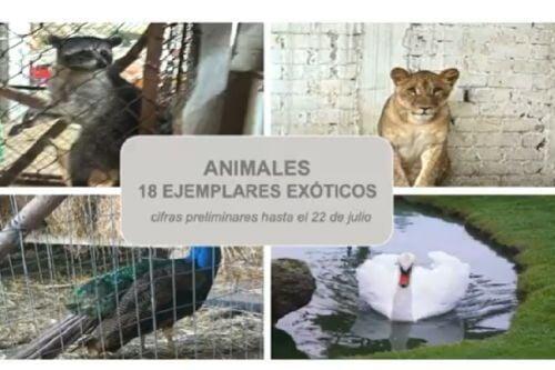 En Operación Liberación aseguraron desde animales hasta un rancho